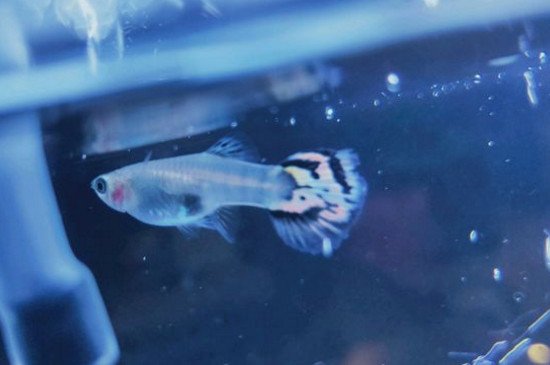 新手如何養(yǎng)好孔雀魚(yú)