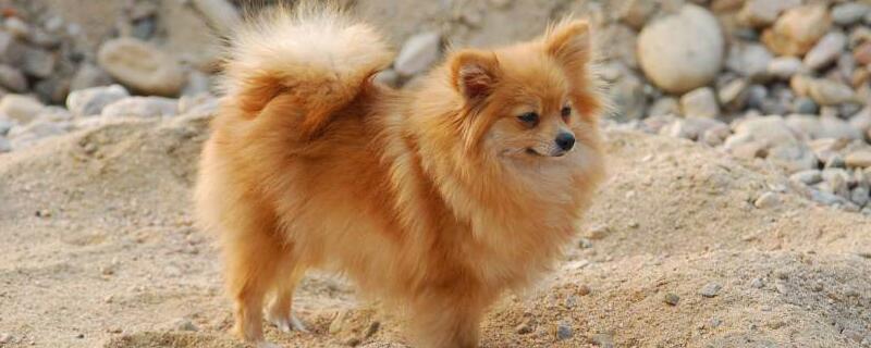 博美犬怎么訓(xùn)練