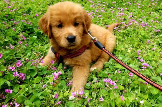 金毛犬適合家養(yǎng)嗎