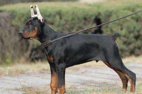 如何訓(xùn)練杜賓犬，四個步驟教你馴服杜賓犬