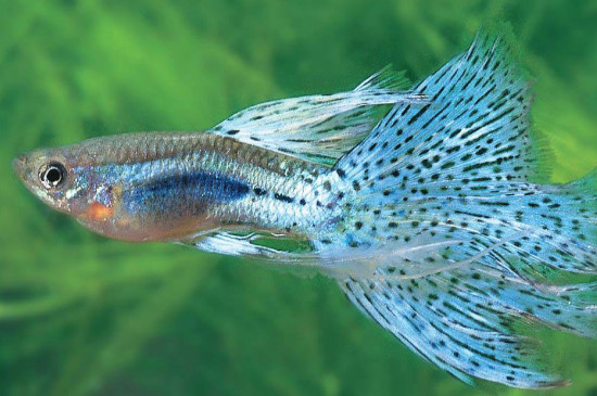 孔雀魚浮在水面沒精神