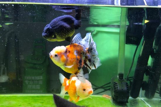 小金魚怎么養(yǎng)才不會死