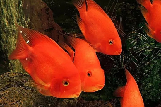 鸚鵡魚多久換水一次最佳