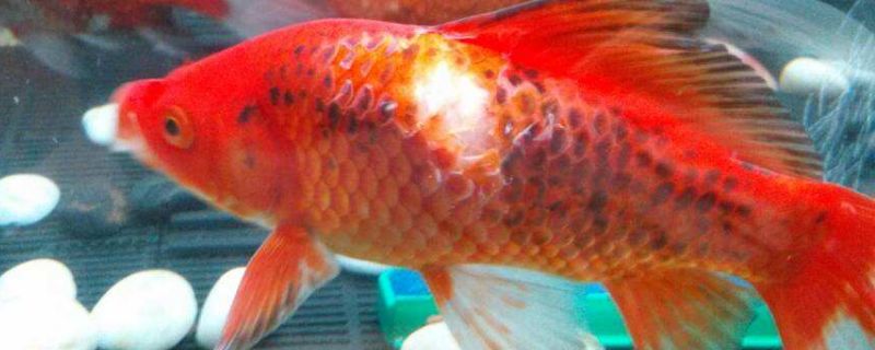 金魚脫魚鱗原因是什么