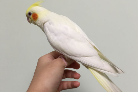 玄鳳鸚鵡吃什么食物