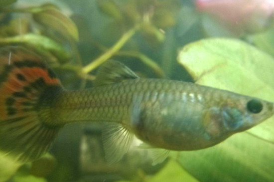 孔雀魚(yú)炸鱗是什么原因