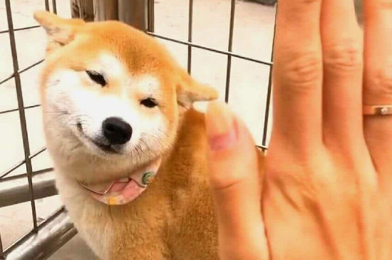 柴犬是土狗嗎