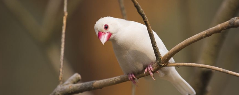 文鳥養(yǎng)多久跟人熟