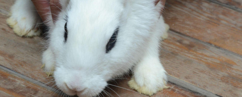 侏儒海棠兔飼養(yǎng)方法