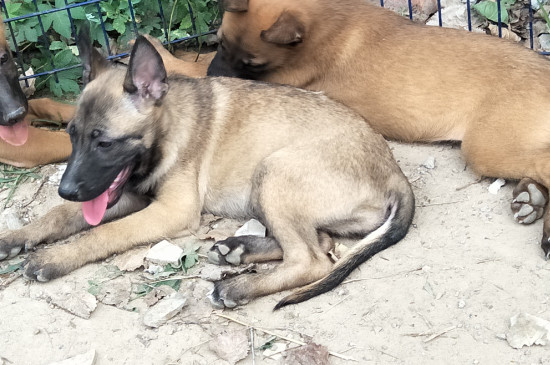 馬犬膽小的原因及改善方法