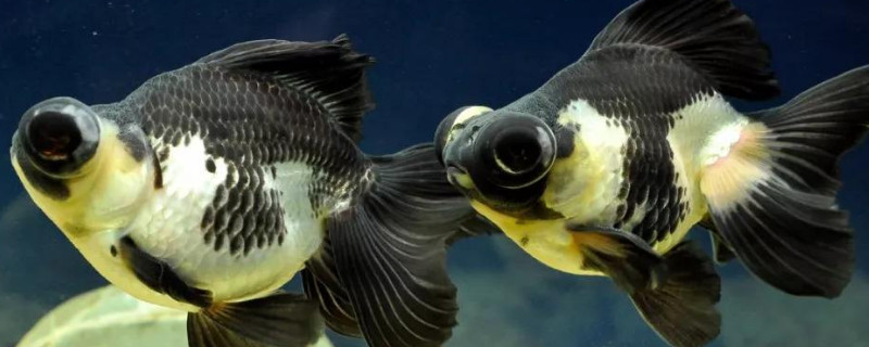 熊貓金魚怎么養(yǎng)