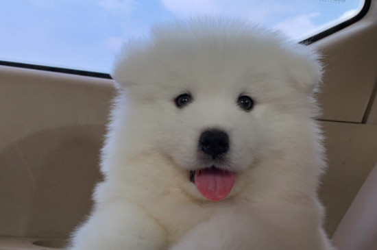 薩摩耶犬掉毛程度