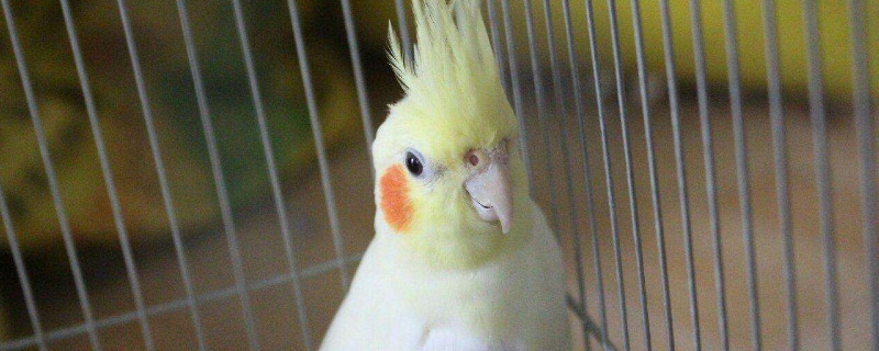怎么訓玄鳳鸚鵡才給摸