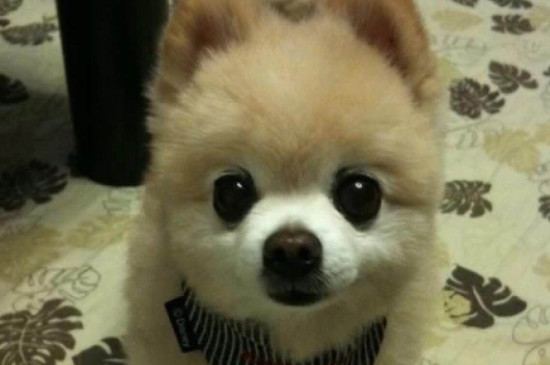 俊介犬和博美的區(qū)別，俊介狗品種是英系博美