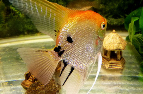 燕魚(yú)正確養(yǎng)法，養(yǎng)燕魚(yú)的注意事項(xiàng)