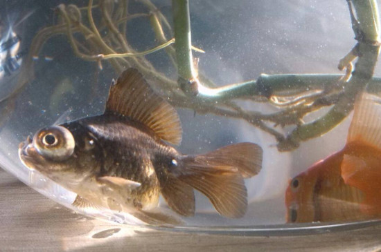 怎樣養(yǎng)金魚不會(huì)死