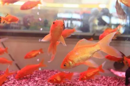 魚缸水質(zhì)發(fā)黃怎么處理方法