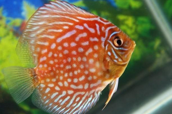 七彩神仙魚為什么會(huì)變色