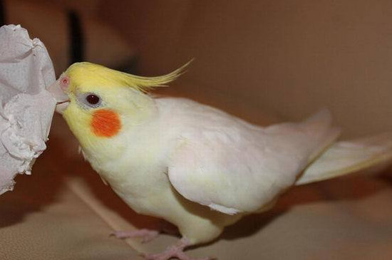 玄鳳鸚鵡渴了餓了的表現(xiàn)