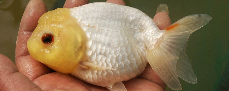 藍瘦魚怎么養(yǎng)，藍瘦魚養(yǎng)注意事項