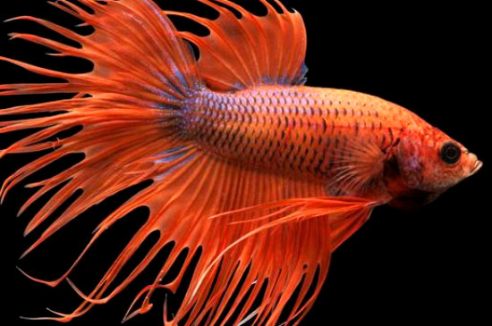 斗魚能和孔雀魚一起養(yǎng)嗎