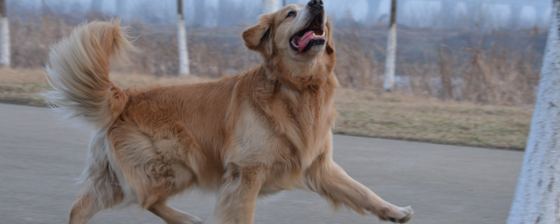 金毛犬會(huì)忘記舊主人嗎