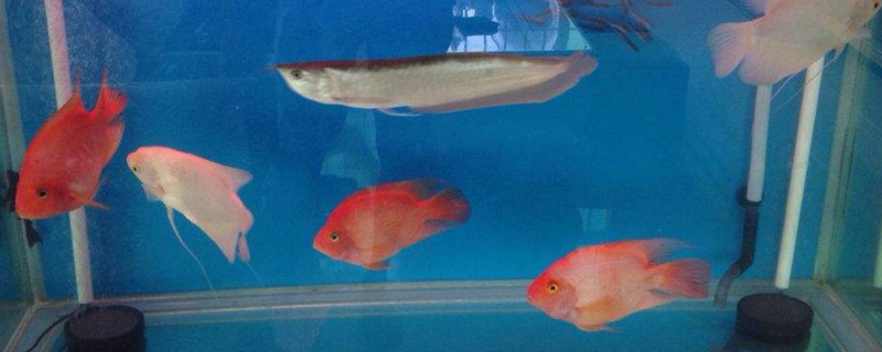 鸚鵡魚和招財(cái)魚的區(qū)別