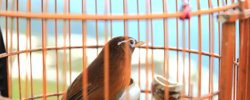畫眉鳥可以長期亮籠嗎