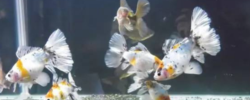 金魚身上長黑斑是怎么回事?要怎么醫(yī)治?