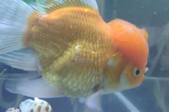 獅子頭金魚能長多大