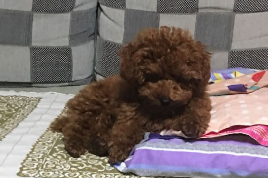 泰迪亂尿能打嗎