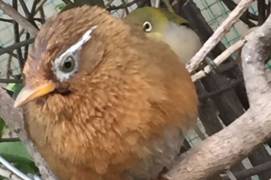 畫眉鳥不叫有什么辦法