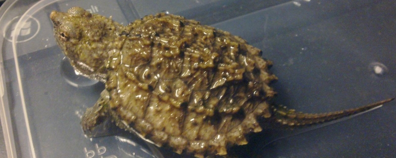 鱷魚龜怎么養(yǎng)