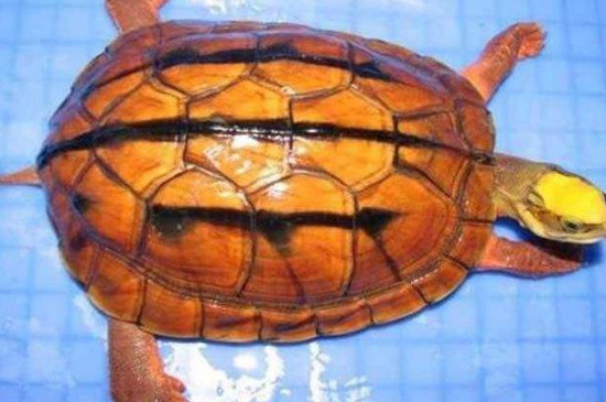 金錢龜特征
