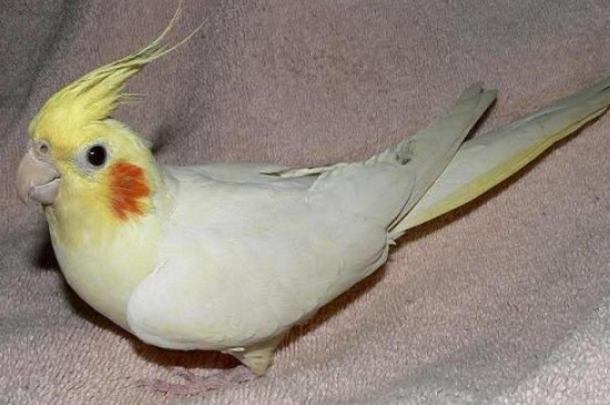 玄鳳鸚鵡第一次下蛋能下幾個
