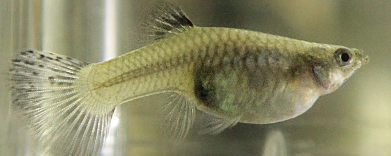 孔雀魚一次生多少小魚