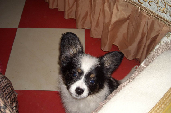 怎樣訓(xùn)練蝴蝶犬