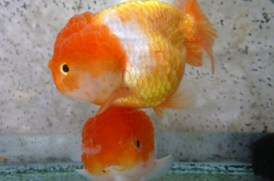 蘭壽金魚怎么看品相