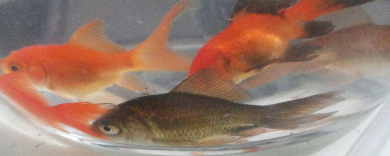 金魚和錦鯉能混養(yǎng)嗎