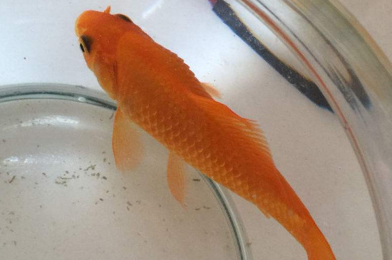 金魚傾斜了放鹽行嗎