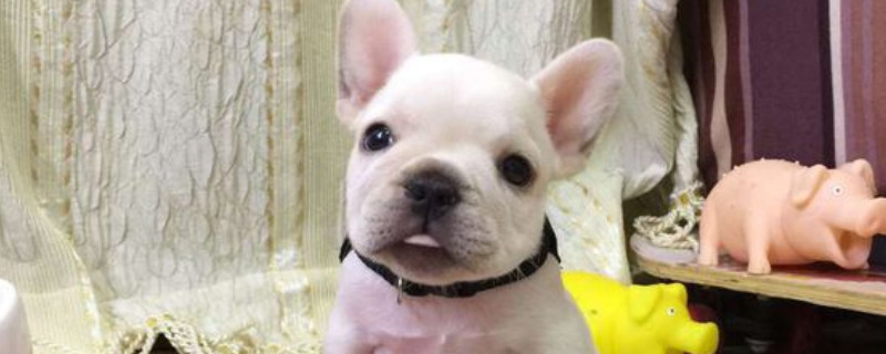 斗牛犬會咬主人嗎
