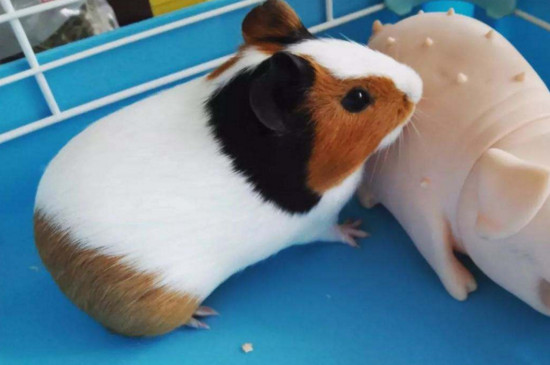 荷蘭豬是什么動物