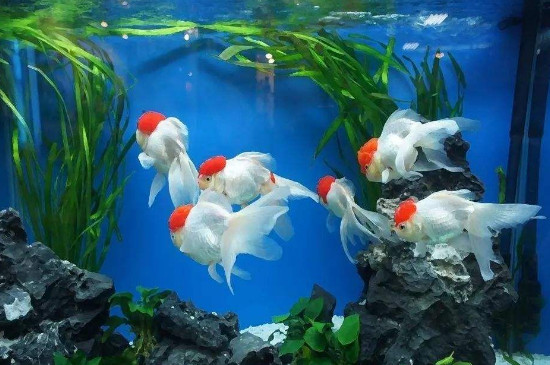 鶴頂紅金魚怎么養(yǎng)