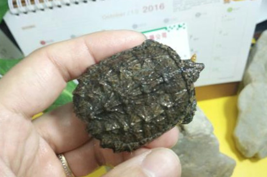 鱷龜尾巴斷了還可以長(zhǎng)出來(lái)嗎