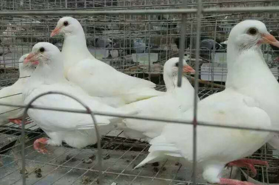 鴿子和斑鳩能雜交嗎