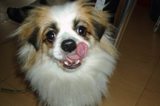 蝴蝶犬怎么訓(xùn)練大小便