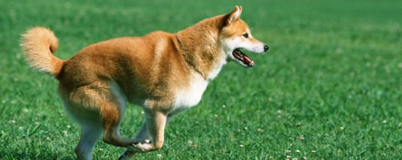 柴犬晚上在籠子里睡還是散養(yǎng)