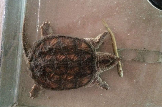 小鱷龜冬眠嗎