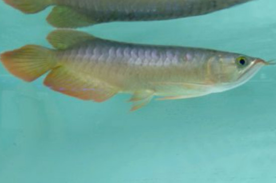 龍魚鱗片缺口能恢復(fù)嗎，加強(qiáng)營養(yǎng)改善水質(zhì)能長回來