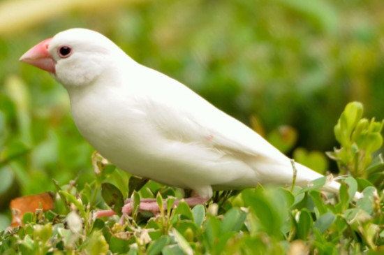白文鳥怎么養(yǎng)